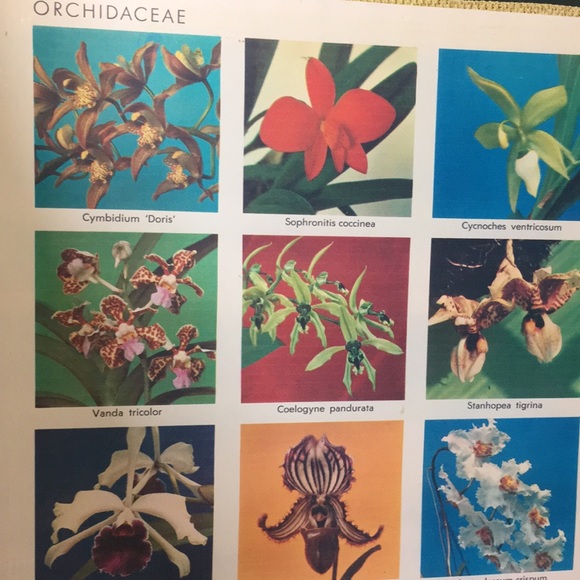 Exotic Plants Storage Book Box - Picture 7 of 8